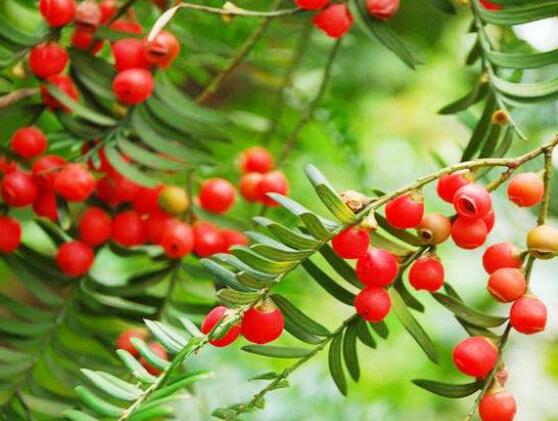 紅豆杉怎么換盆，三個(gè)簡(jiǎn)單方法教你輕松學(xué)會(huì)