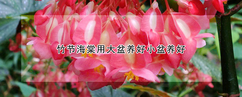 竹節(jié)海棠用大盆養(yǎng)好小盆養(yǎng)好