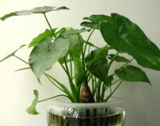 怎樣養(yǎng)植滴水觀音，滴水觀音的養(yǎng)殖方法