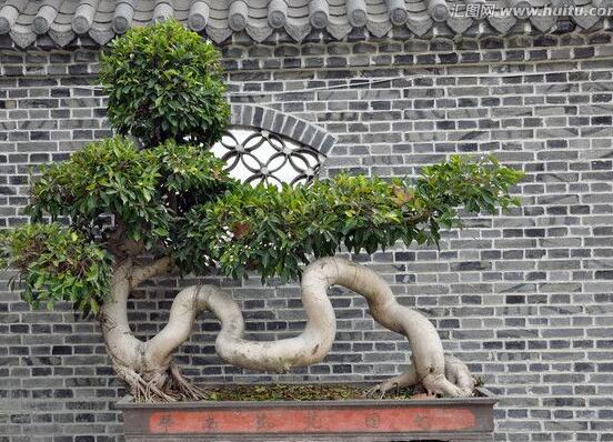 榕樹葉子發(fā)黃怎么辦，榕樹葉子發(fā)黃解決辦法