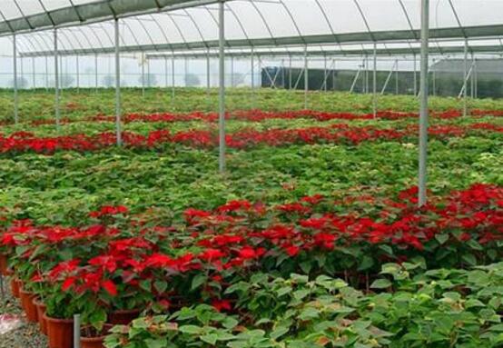 一品紅爛根怎么辦，一品紅爛根解決辦法