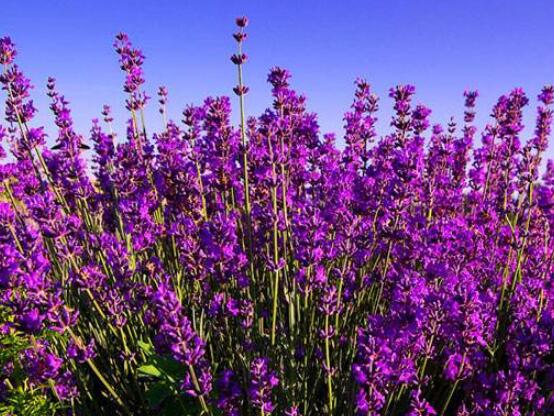 薰衣草的花語是什么，代表著心心相印、愛情的等待