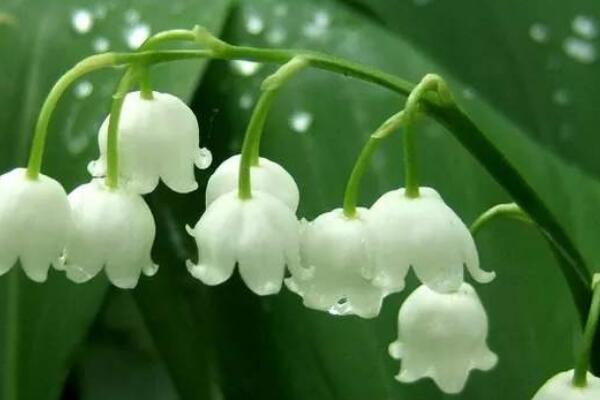 鈴蘭花語(yǔ)和寓意