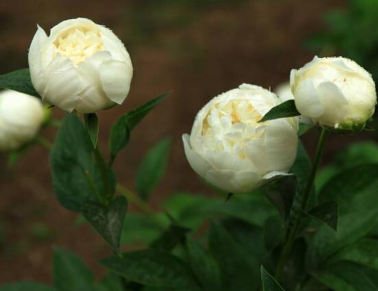 芍藥花什么時(shí)候開，每年4-6月就會(huì)含苞盛開