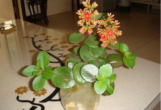 長壽花盆栽怎么養(yǎng)，長壽花盆栽的養(yǎng)殖方法