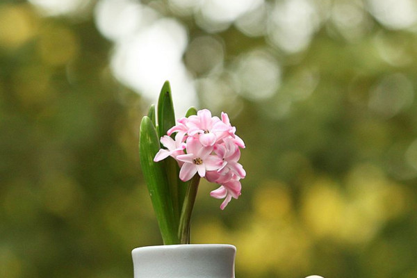 風(fēng)信子花語