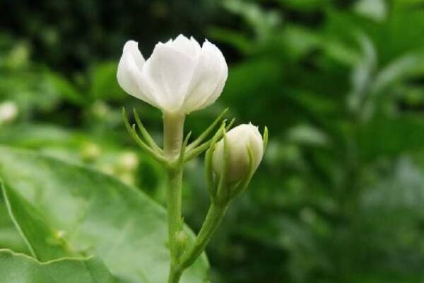 北方如何養(yǎng)好茉莉