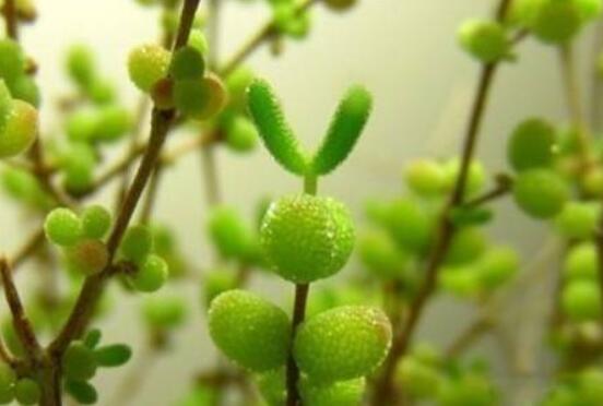 碧光環(huán)種植方法，擇健康種子、保水保肥土壤/淺盆為主