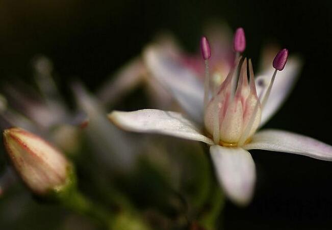 玉樹花和燕子掌的區(qū)別，葉片上的3處不同