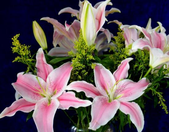百合花的花語是什么，詮釋愛情“百年好合”最美不過了