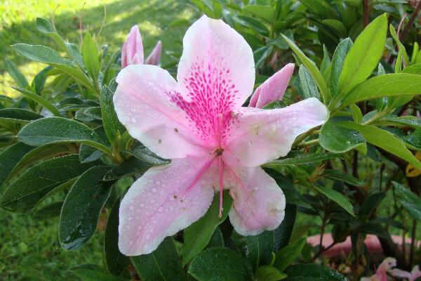 杜鵑花夏天怎么養(yǎng)，杜鵑花夏天怎么管理