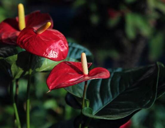 紅掌有毒嗎，紅掌適合在室內(nèi)養(yǎng)嗎