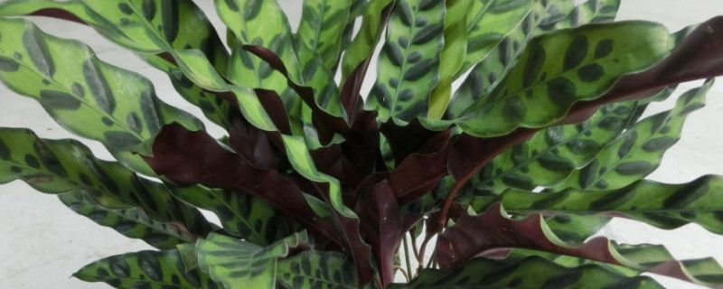 豹紋竹芋花語(yǔ)