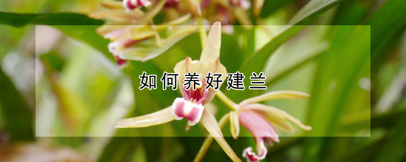 如何養(yǎng)好建蘭