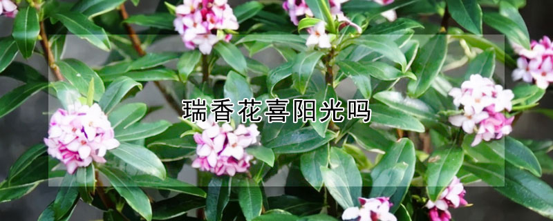 瑞香花喜陽(yáng)光嗎