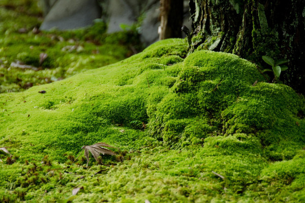 青苔怎么養(yǎng)才茂盛
