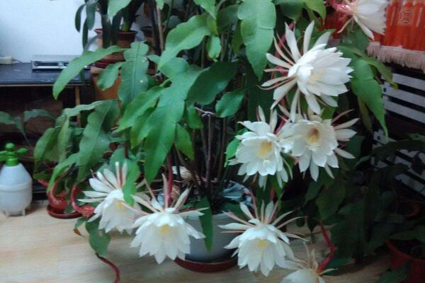 曇花多久開一次花，樹齡達(dá)到3年以后每年開一次花