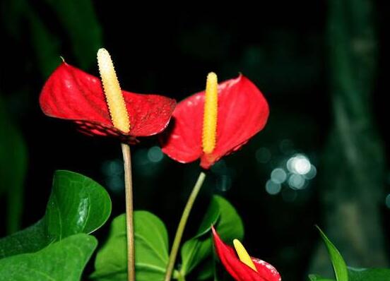 紅掌什么時候開花，一年四季均可開花