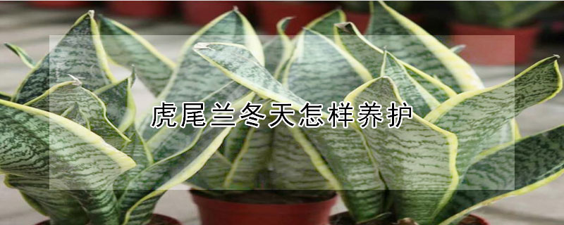 虎尾蘭冬天怎樣養(yǎng)護