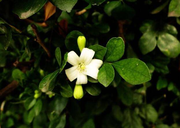 九里香花可以吃嗎，能吃/但是常被當(dāng)做藥物使用
