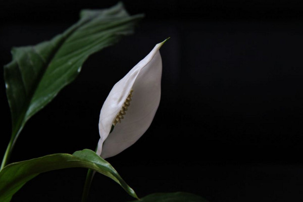 一帆風(fēng)順的葉子尖干枯怎么辦，可更換盆土或進行通風(fēng)