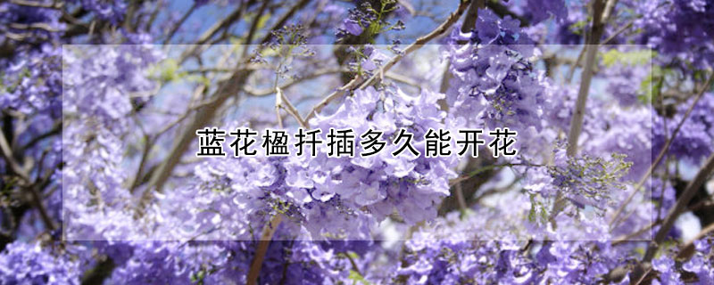 藍(lán)花楹扦插多久能開花