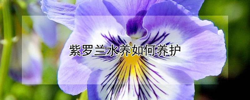 紫羅蘭水養(yǎng)如何養(yǎng)護