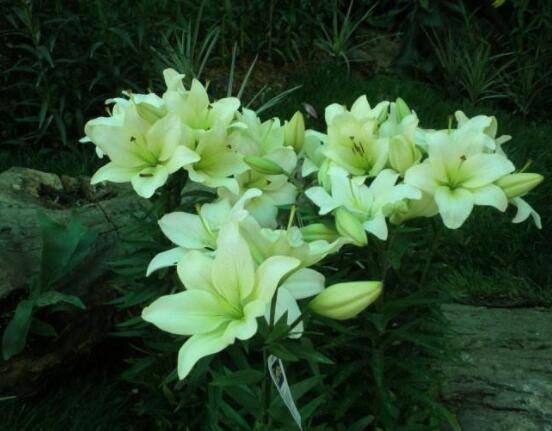 哪種百合花最香，白、黃、粉、狐尾百合香飄四溢