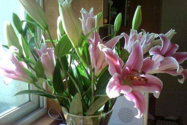 怎樣才能養(yǎng)好百合花，選擇疏松肥沃的砂質(zhì)土壤養(yǎng)護(hù)