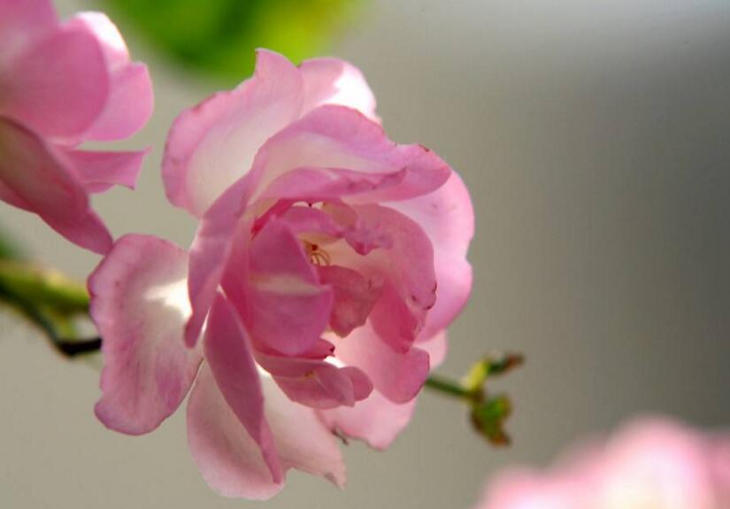 薔薇花適合東北種植嗎，適宜/但是要注意栽種的方法