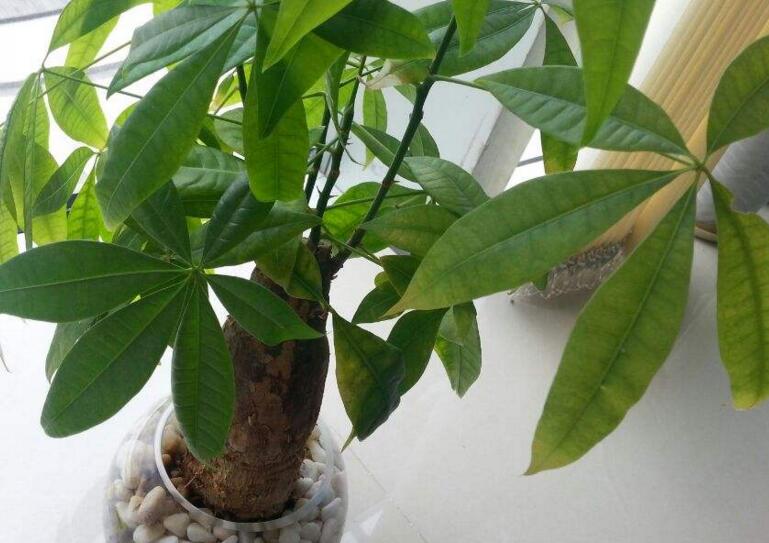 發(fā)財(cái)樹多粗才砍頭，長(zhǎng)到15cm寬度的時(shí)候就要進(jìn)行