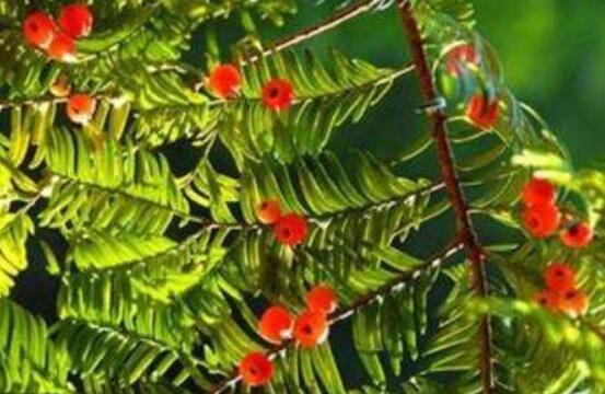 紅豆杉怎么養(yǎng)長(zhǎng)得快，教你六種養(yǎng)殖方法生長(zhǎng)枝繁葉茂