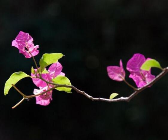 三角梅什么時(shí)候剪枝，一般以春季修剪最佳(生長期與花謝期)