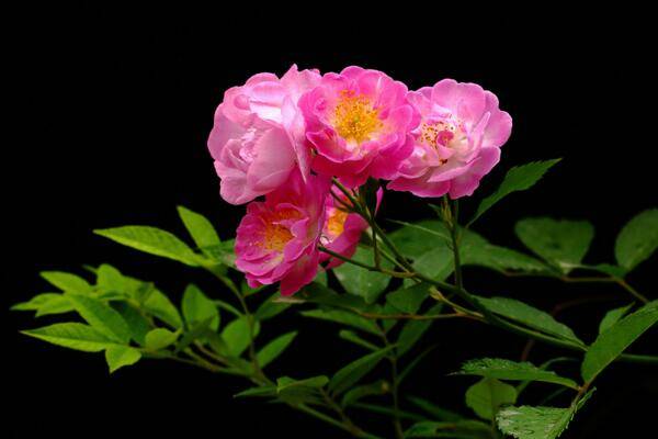 薔薇花什么季節(jié)種植，一年四季都可以