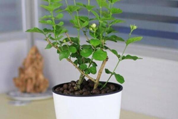 四季茉莉怎樣修剪