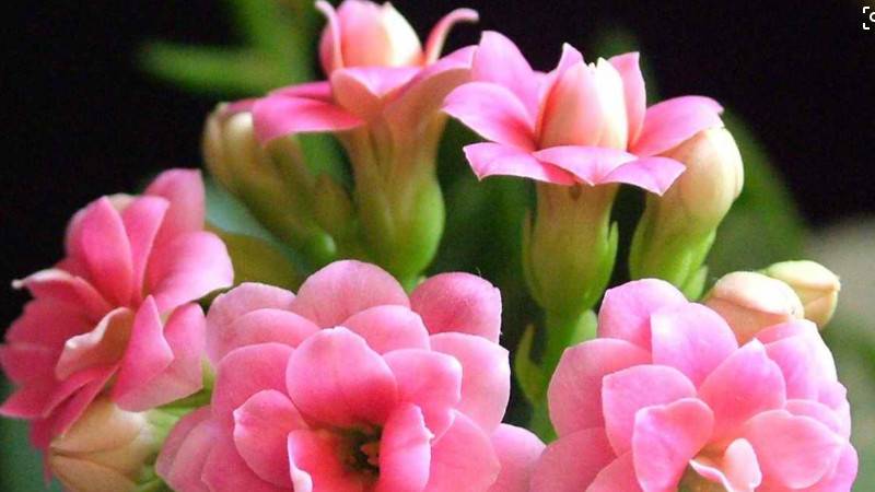 怎么養(yǎng)長(zhǎng)壽花