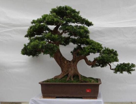 羅漢松盆景怎么養(yǎng)，老農(nóng)總結(jié)八大養(yǎng)殖方法
