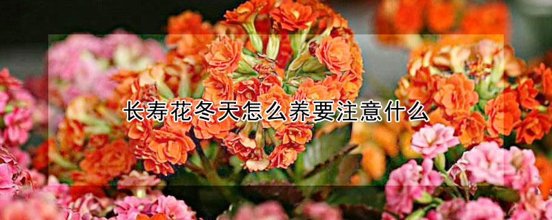 長壽花冬天怎么養(yǎng)要注意什么
