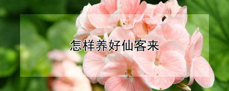 怎樣養(yǎng)好仙客來