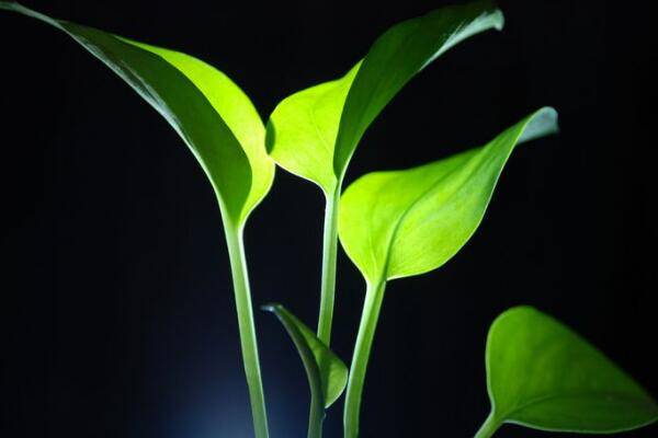 滴水觀音和千手觀音的區(qū)別，詳細(xì)介紹三種不同之處
