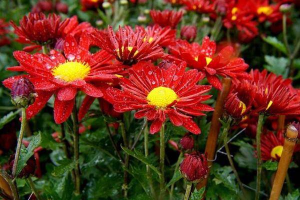 菊花葉子蔫了怎么辦，適當(dāng)遮陰并控制肥水