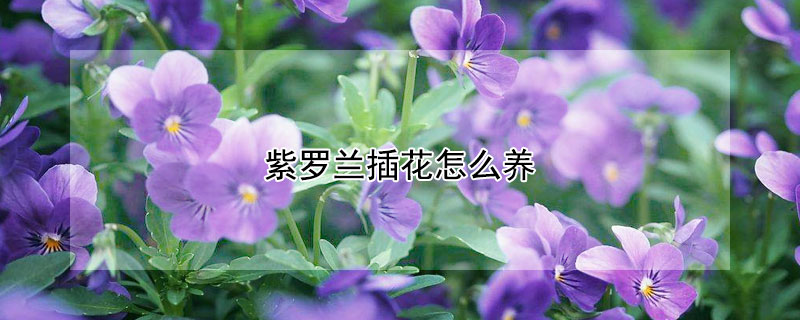 紫羅蘭插花怎么養(yǎng)