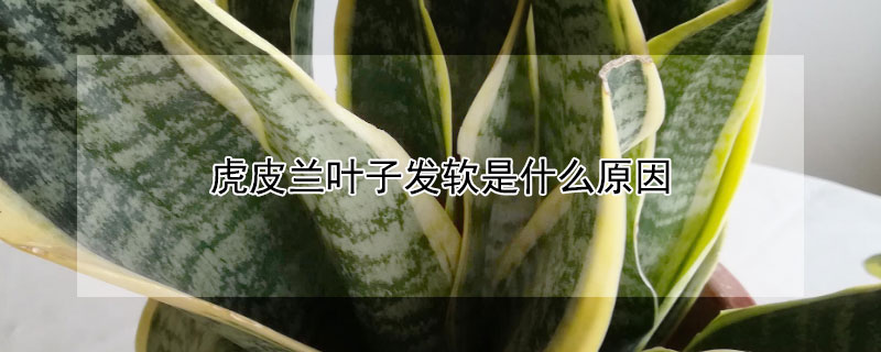 虎皮蘭葉子發(fā)軟是什么原因