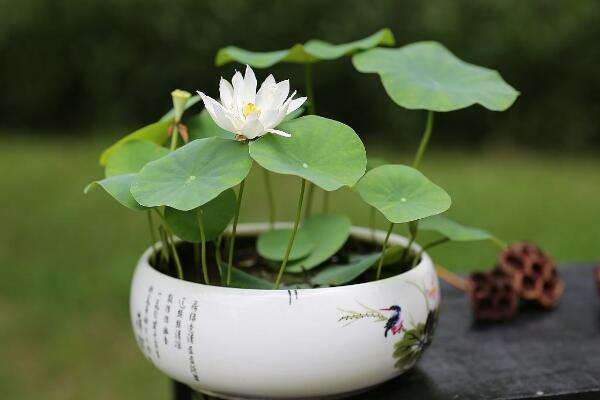 荷花花期怎么養(yǎng)護，保證光照以及養(yǎng)分充足