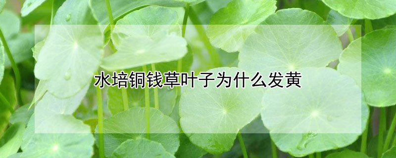 水培銅錢草葉子發(fā)黃是什么原因