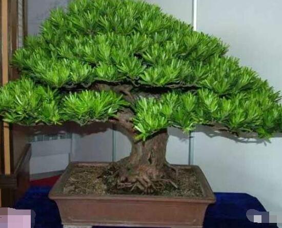 羅漢松寓意是什么，意著招財進(jìn)寶、長壽吉祥(美好)
