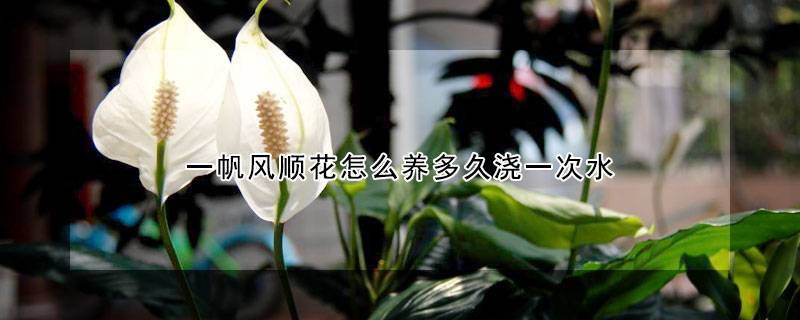 一帆風(fēng)順花怎么養(yǎng)多久澆一次水