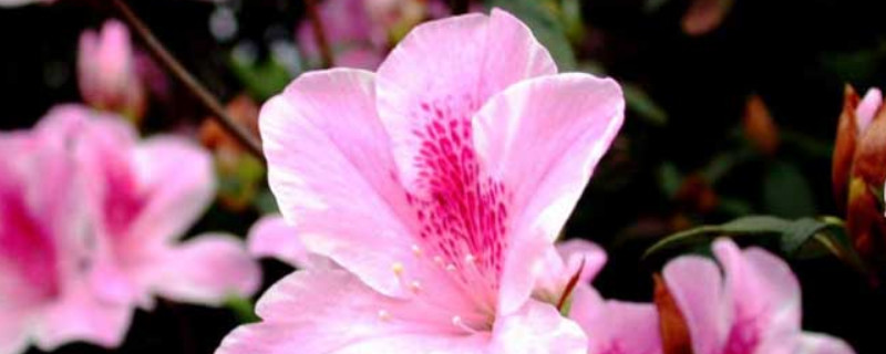 杜鵑花夏季如何養(yǎng)護(hù)