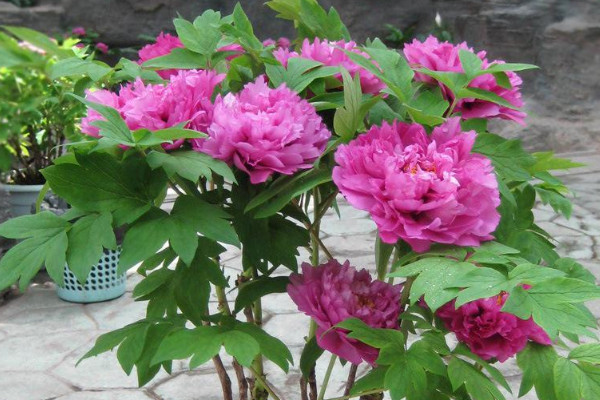 芍藥長(zhǎng)什么樣