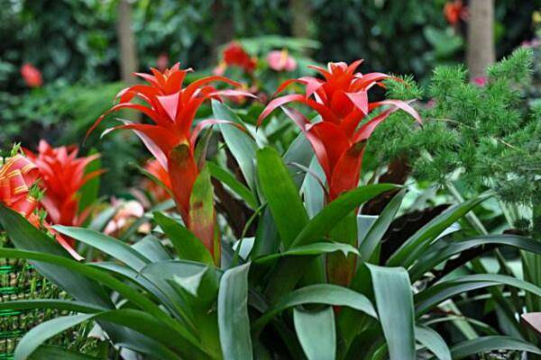 鴻運當頭開完花怎么養(yǎng)，及時進行分株